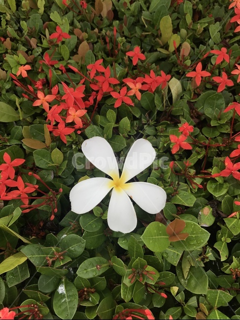 식물,plant,blossom,꽃,flower,꽃밭,식물,자연,plants,nature,꽃,flower