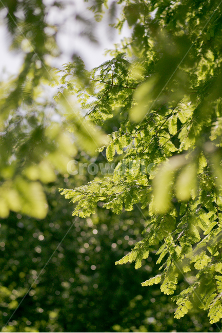 식물,봄,나무,green,잎,leef,자연,식물,자연,plants,nature,휴식,힐링,rest,relaxation,healing