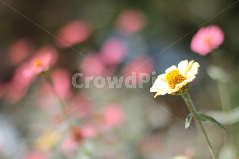 plant,식물,화분,꽃잎,꽃,flower,식물,자연,plants,nature,꽃,flower