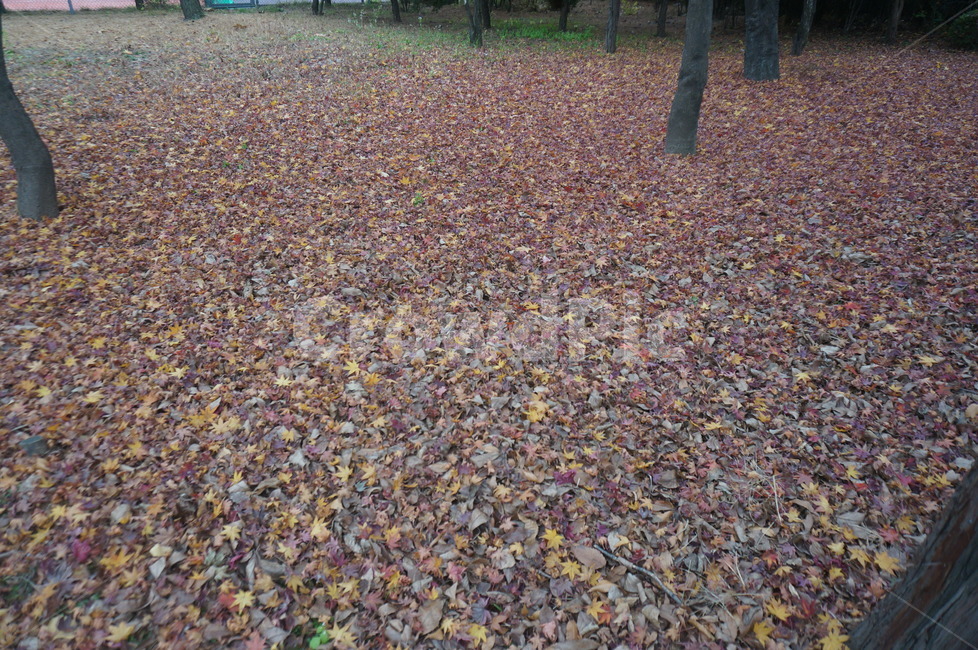 낙엽,가을낙엽,가을,만추,단풍,가을,계절,fall,autumn,season,ground,바닥,leaf,잎,plant,식물