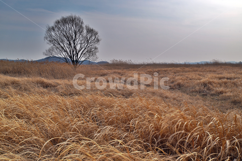 우음도,왕따나무,시화호,화성시,간척지,갈대밭,초원,자연,자연,풍경,nature,landscape