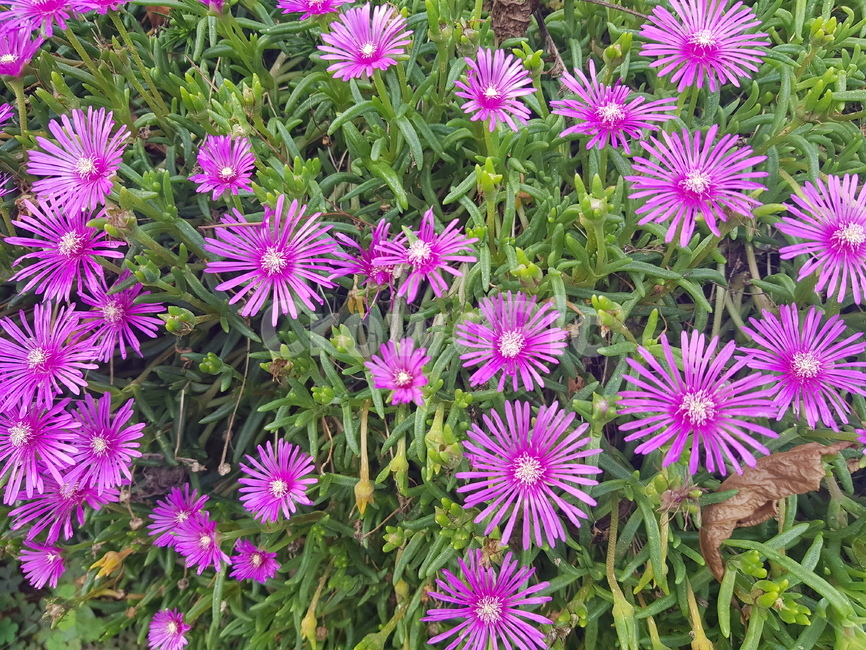 꽃,송엽국,flower,화단꽃,사철채송화