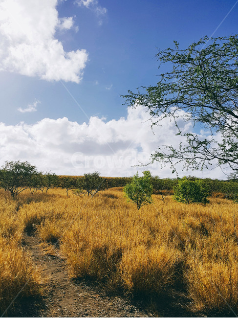 자연,풍경,숲,나무,하늘,자연,풍경,nature,landscape,grassland,목초지,savanna,대초원,field,들,outdoors,옥외