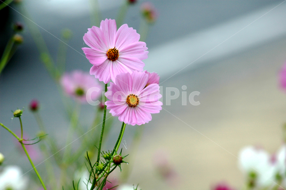 flower,꽃,plant,식물,분홍,코스모스,식물,자연,plants,nature,꽃,flower