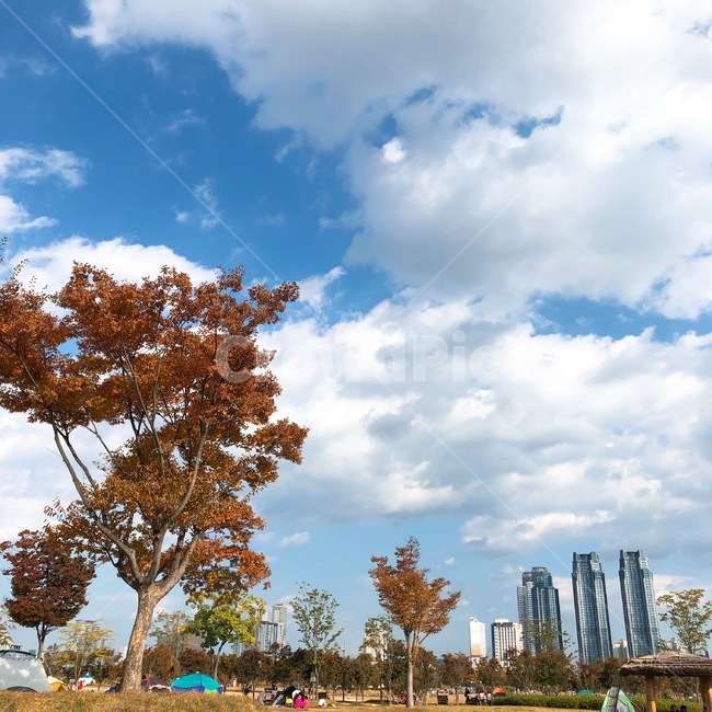 울산,울산중구,태화강,태화강공원,태화강대공원,가을,캠핑,피크닉,단풍