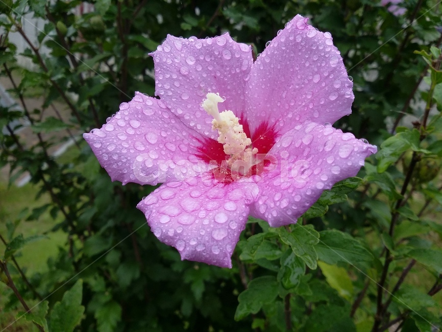 꽃,식물,flower,plant,무궁화,식물,자연,plants,nature,꽃,flower