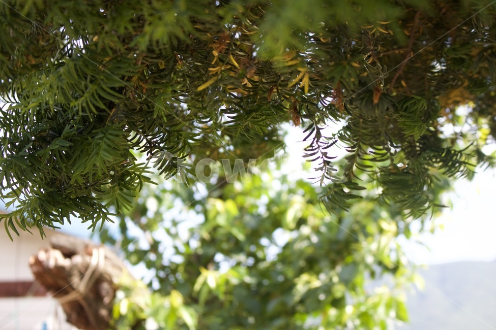 나무,나뭇잎,침엽수,초록색,자연,배경화면,식물,자연,plants,nature,나무,trees,wood