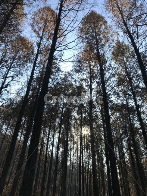 나무,숲길,산책,겨울나무,아침산책,자연,풍경,nature,landscape,식물,plants,나무,trees,wood,plant,tree,fir,전나무