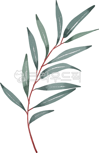 green,leaves,eucalyptus,plant,leaf,Watercolor,Herb