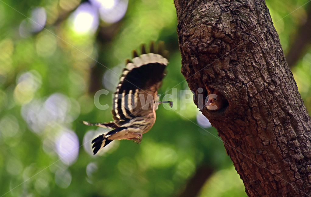 후드티,hoopoe,upupaepops,철새,여름철새,조류,여름새,파도비행,오디새,동물,animal,조류,새,birds
