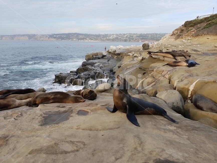 물개,해안공원,바다동물,바다사자,lajollacove,seal