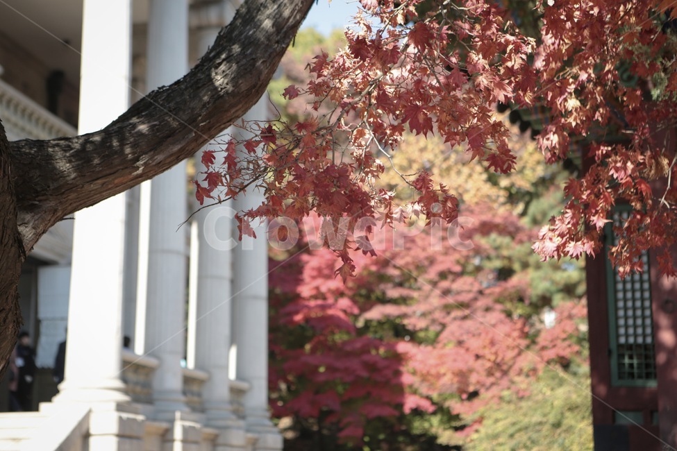 자연,단풍,가을,나무,감성,plant,식물,tree