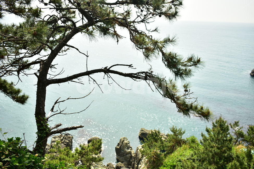 tree,나무,자연,nature,mountain,자연,풍경,nature,landscape,plant,식물,outdoors,옥외