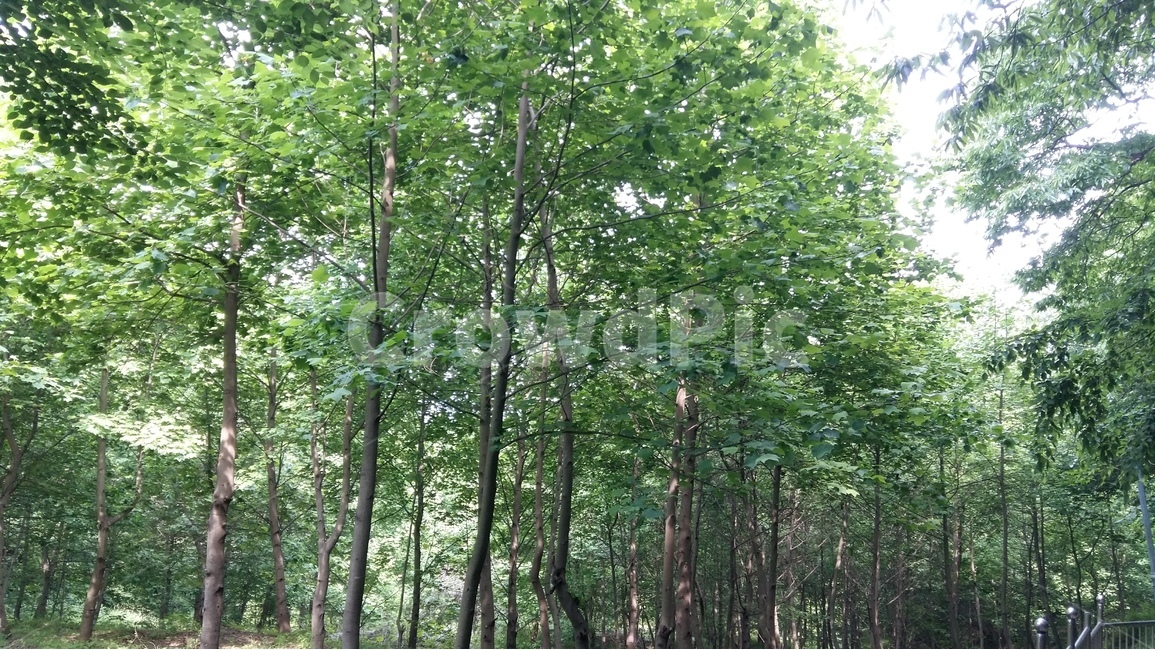 숲,나무,자연,풍경,산책,자연,풍경,nature,landscape,식물,plants,나무,trees,wood,vegetation,초목,plant,tree,woodland,삼림지,outdoors,옥외,land,땅,forest,grove,작은 숲