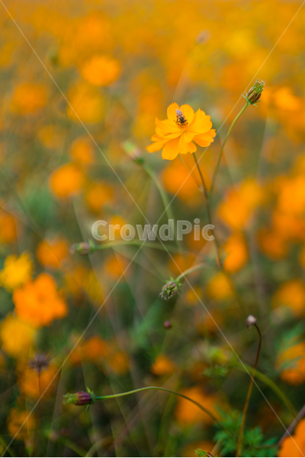 자연,풍경,꽃,꽃밭,식물,flower,가을,계절,fall,autumn,season,식물,자연,plants,nature,꽃,flower,plant,geranium,제라늄,blossom