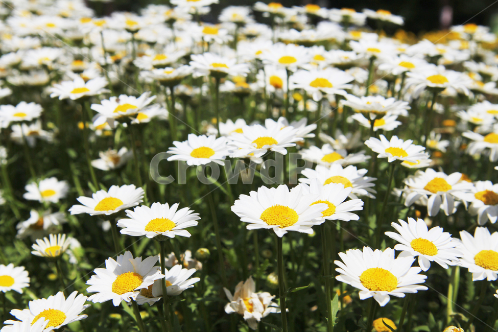 꽃,꽃밭,흰색,노란색,봄,개화,식물,자연,plants,nature,꽃,flower