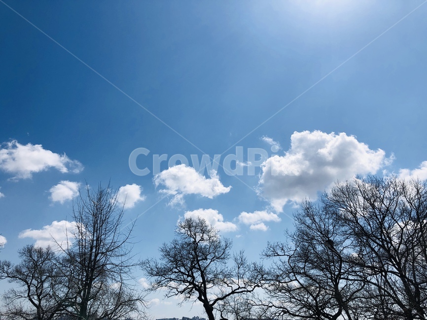 구름,하늘,맑은하늘,나무,봄,파란하늘,자연,풍경,nature,landscape,outdoors,옥외,sky,azure sky,푸른 하늘