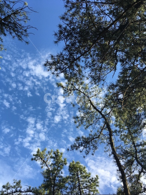 아차산,나무,하늘,풍경,자연,구름떼,가을하늘,구름,고적운