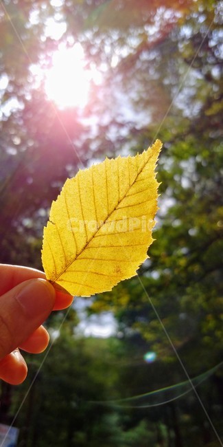 가을,낙엽,단풍,노랑,햇살,가을,계절,fall,autumn,season,leaf,잎,plant,식물,veins,정맥,light,빛,flare,플레어
