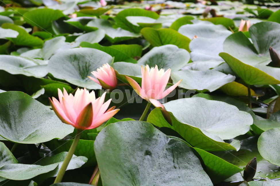 수련,연꽃,연잎,식물,수생식물,연,자연,식물,자연,plants,nature,꽃,flower
