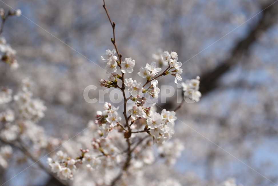 대한민국,경주,벚꽃나무,봄꽃,벚꽃,자연,풍경,봄풍경,봄,계절,spring,season,식물,자연,plants,nature,꽃,flower,plant,blossom