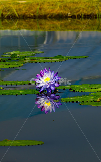 pond,humus plant,innocence,reflection,training,Lotus,flower,lotus leaf,plant,Emotion,marsh,water plants