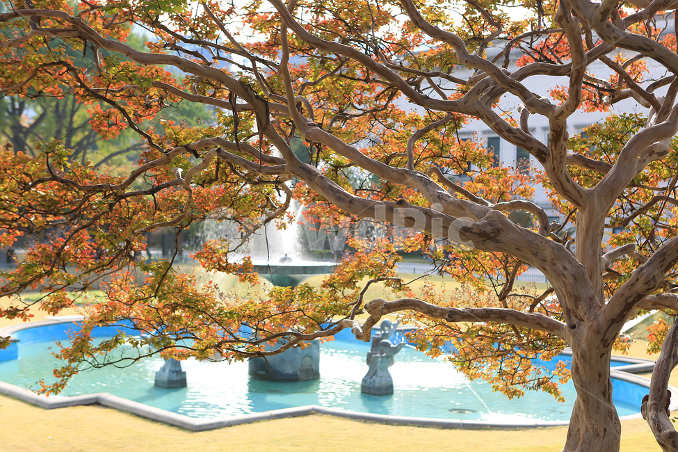 가을,단풍,궁,덕수궁,나무,분수,fall,autumncolors,palace,tree,fountain,가을,계절,fall,autumn,season,plant,식물,tree trunk,나무 줄기