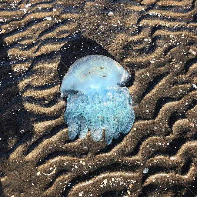 해파리,바다,형광,젤리피쉬,외계인,해변,바다,beach,sea,동물,animal