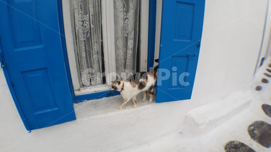 cat,고양이,파란문,파란대문,미코노스,애완동물,동물,동물,animal,포유류,mammal