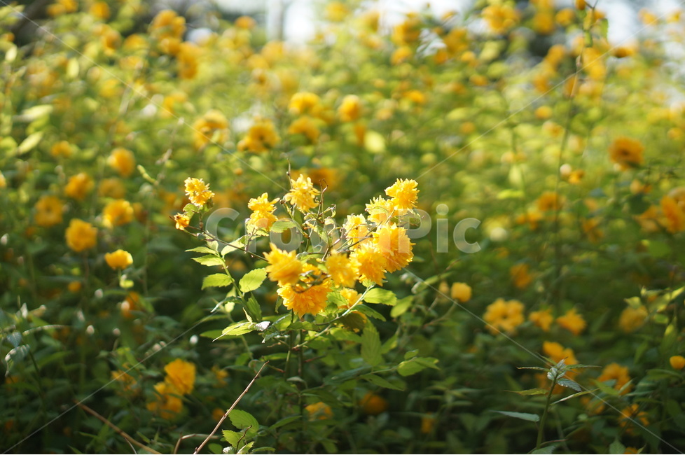 황매화,노랑,봄,빛,겹겹,봄,계절,spring,season,식물,자연,plants,nature,꽃,flower,plant
