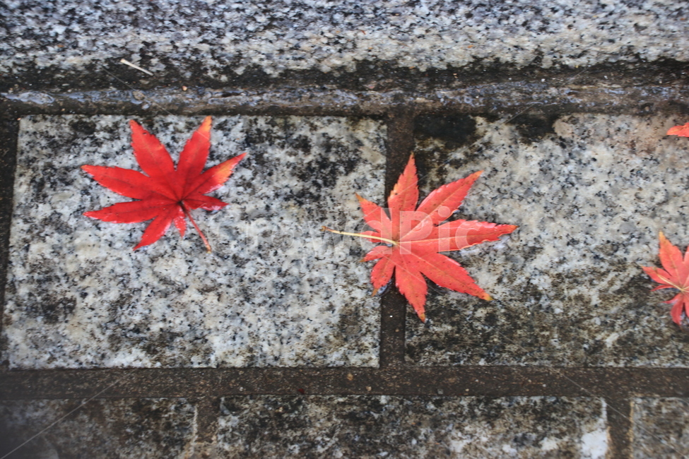 가을,낙엽,비,autumn,rain,가을비,autumnalrain,가을,계절,fall,autumn,season,plant,식물,leaf,잎,maple leaf,단풍잎,tree,나무