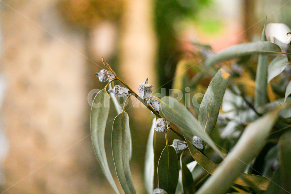 꽃초롱,초롱꽃,드라이플라워,마른꽃,수선화,봄날,봄꽃,화단,봄화단꽃,자연,식물,plants,nature,flower,spring,아웃포커싱,공원,봄,계절,spring,season,식물,자연,plants,nature,꽃,flower