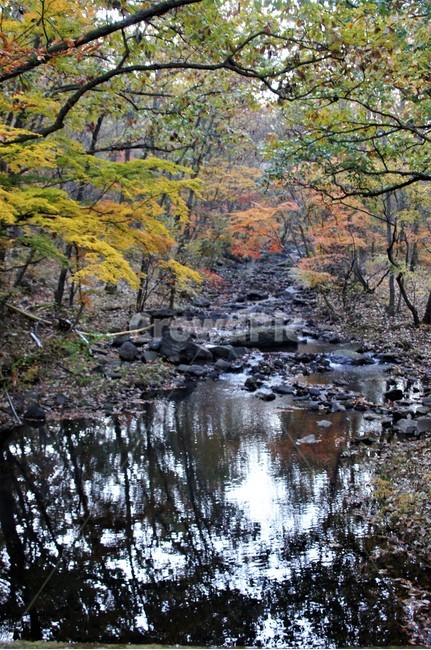 가을,단풍,나무,자연,식물,안개,감성,autumn,nature,season,emotion,풍경,자연풍경,산속,계곡물,계곡,trees,가을,계절,fall,autumn,season,water,물,outdoors,옥외,stream,흐름,creek,작은 만