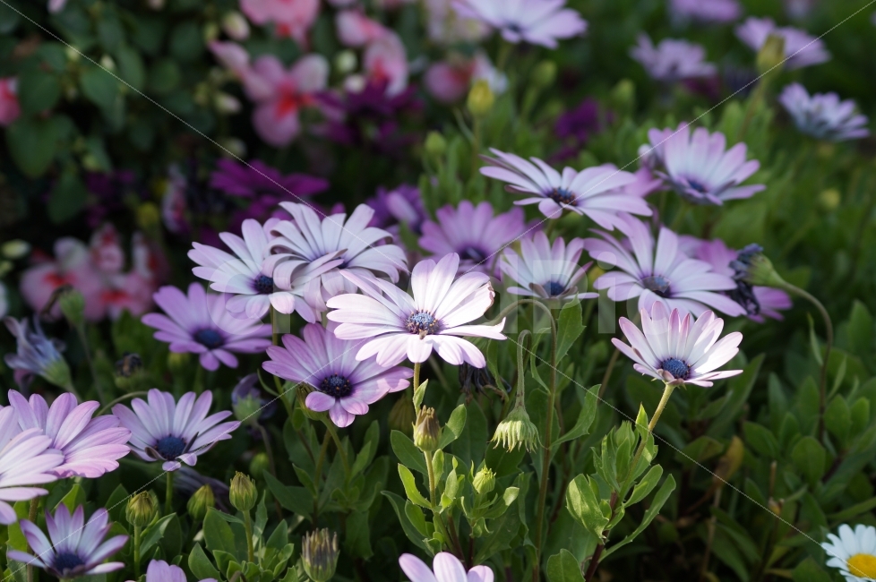 봄꽃,봄꽃축제,태화강,꽃축제,야생화,식물,자연,plants,nature,꽃,flower