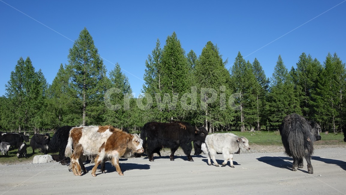 자연,nature,야크,동물,초원,grass,field,몽골,몽고,MONGOLIA