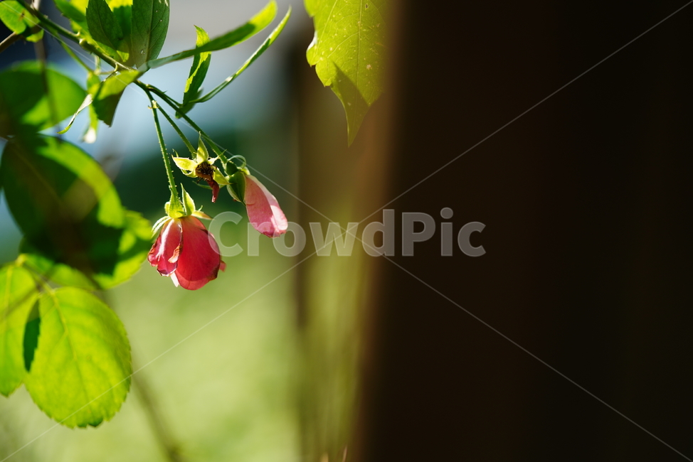 꽃,플라워,색감,식물,생명,생물,flower,컬러,plant,leaf,잎,식물,자연,plants,nature,꽃,flower