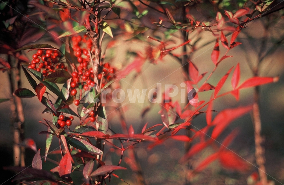 가을,남천,가을열매,가을나무,가을색깔,fall,가을,계절,fall,autumn,season,식물,자연,plants,nature,과일,열매,fruit,감성,sensible,feeling,plant,leaf,잎