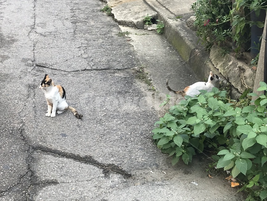 고양이,길고양이,귀여운동물,포유류,동물,cat,animal,생명,길냥이,애완동물,야생동물,반려동물,동물,animal,포유류,mammal,고양이,cat,kitten,kitty