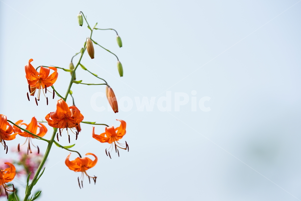 꽃,플라워,색감,컬러,주황색,오렌지빛,식물,접사,flower,생명,나리꽃,감성사진,자연,컬러풀,식물,자연,plants,nature,꽃,flower