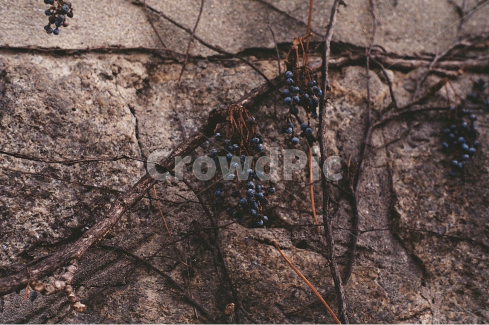 담쟁이,덩쿨,담벼락,나무,담쟁이덩쿨,자연,식물,자연,plants,nature