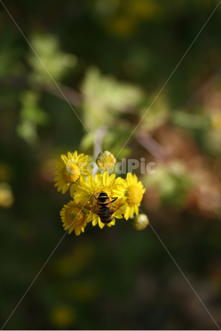 산국,식물,flower,plants,nature,꽃,꽃봉오리,벌,식물,자연,plants,nature,꽃,flower,동물,animal,곤충,벌레,insect,bug