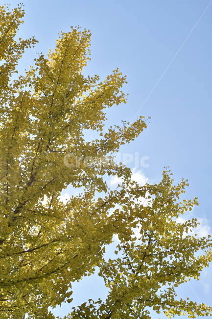 은행나무,가을,하늘,구름,나뭇가지,fall,cloud,sky,tree,나무,plant,식물,가을,계절,fall,autumn,season