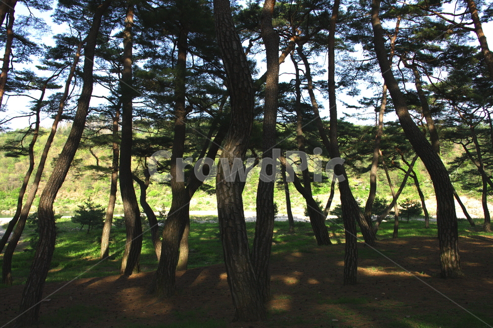 풍경,소나무,나무,자연,숲,자연,풍경,nature,landscape,식물,plants,나무,trees,wood,tree,plant,tree trunk,나무 줄기,vegetation,초목,woodland,삼림지,forest,outdoors,옥외,land,땅,grove,작은 숲
