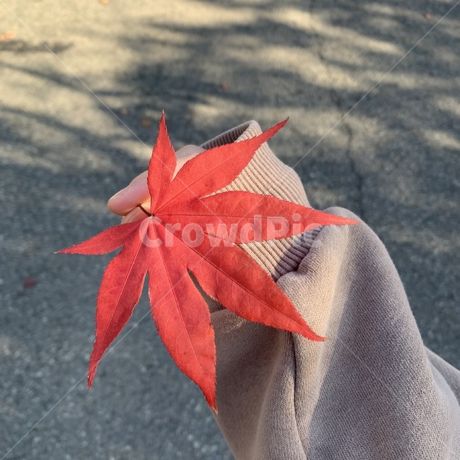 단풍,가을,단풍잎,leaf,잎,plant,식물,tree,나무,mapleleaf,가을,계절,fall,autumn,season