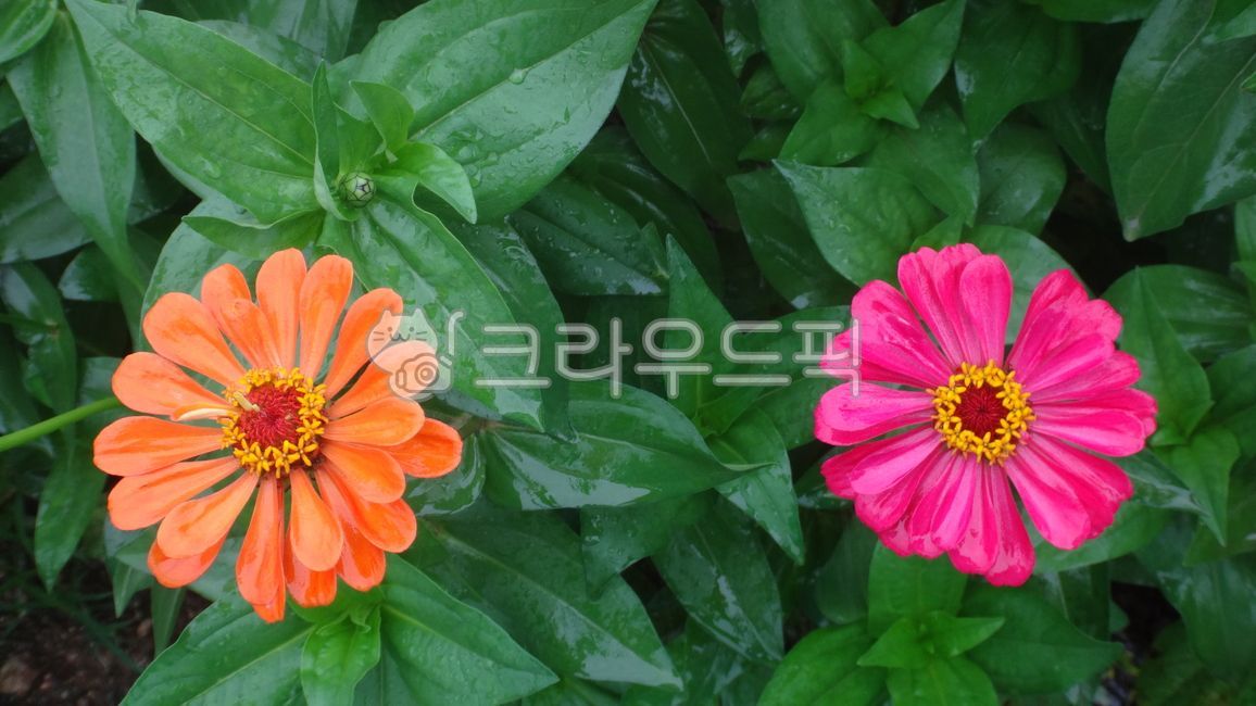 백일홍,백일초,국화과,지니아,zinnia,꽃,꽃잎,주황색,분홍색,핑크,암술,수술,초록,빗방울