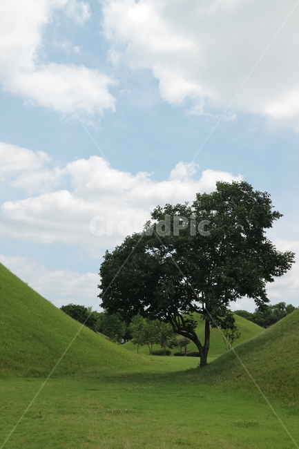 나무,하늘,구름,햇빛,맑음,tree,cloud,잔디,식물,자연,plants,nature,나무,trees,wood