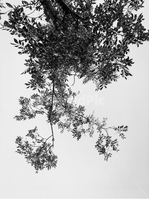 나무,빈티지,하늘,식물,plant,tree,식물,자연,plants,nature,나무,trees,wood