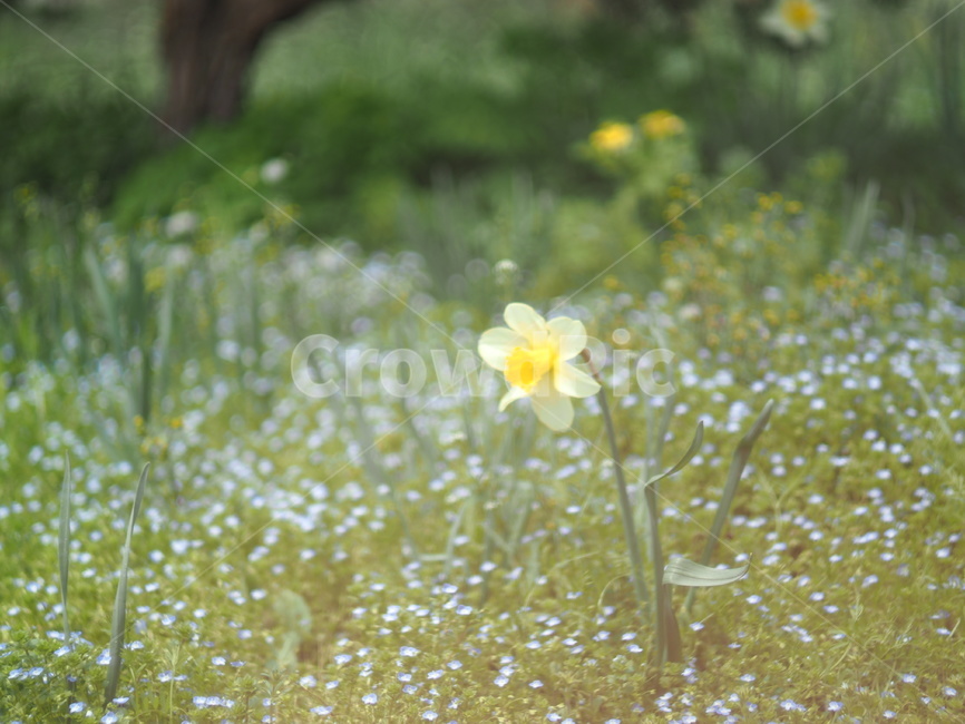 수선화,수선화꽃,노란꽃,꽃,flower,자연,식물,식물,자연,plants,nature,꽃,flower