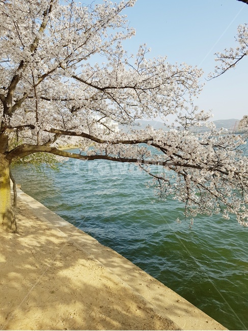 꽃,벚꽃,봄,cerryblossom,사쿠라,봄바람,호수,벚꽃축제