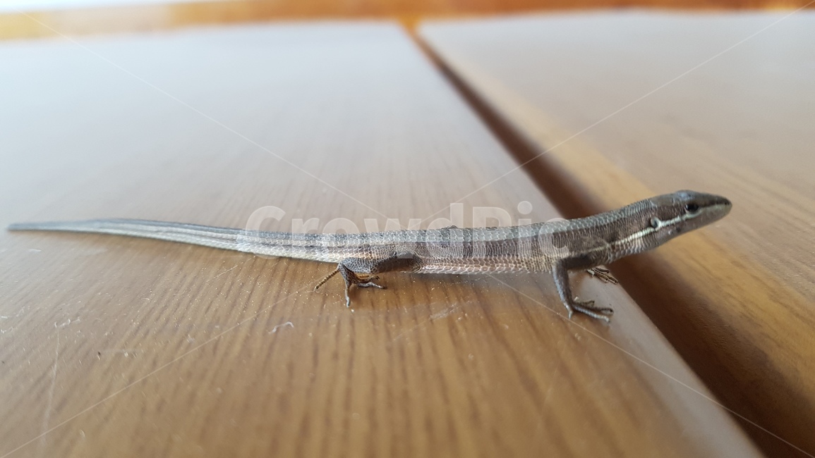 도마뱀,동물,wood,animal,꼬리,절단,도망,두마디,파충류,양서류,reptile,amphibian